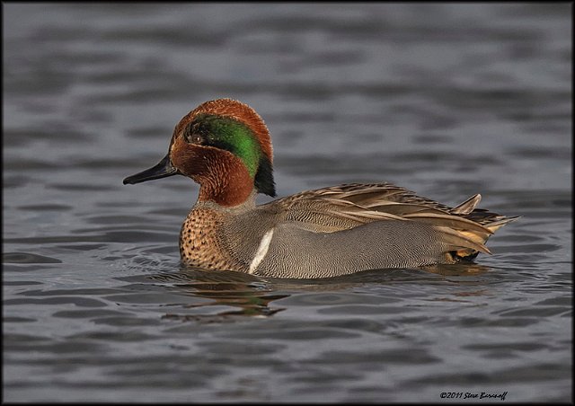 _1SB9220 green-winged teal drake.jpg